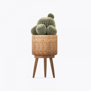 Cactus Decorate