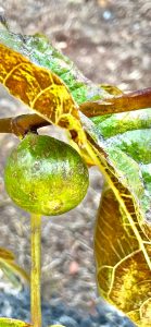 Fig Tree